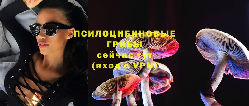 Псилоцибиновые грибы Psilocybe  kraken tor  Кингисепп 